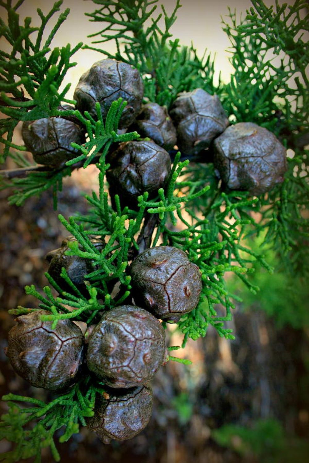 CYPRESS PODS