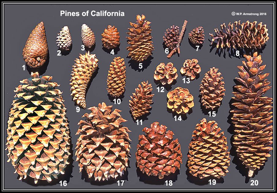 pine cones of california 