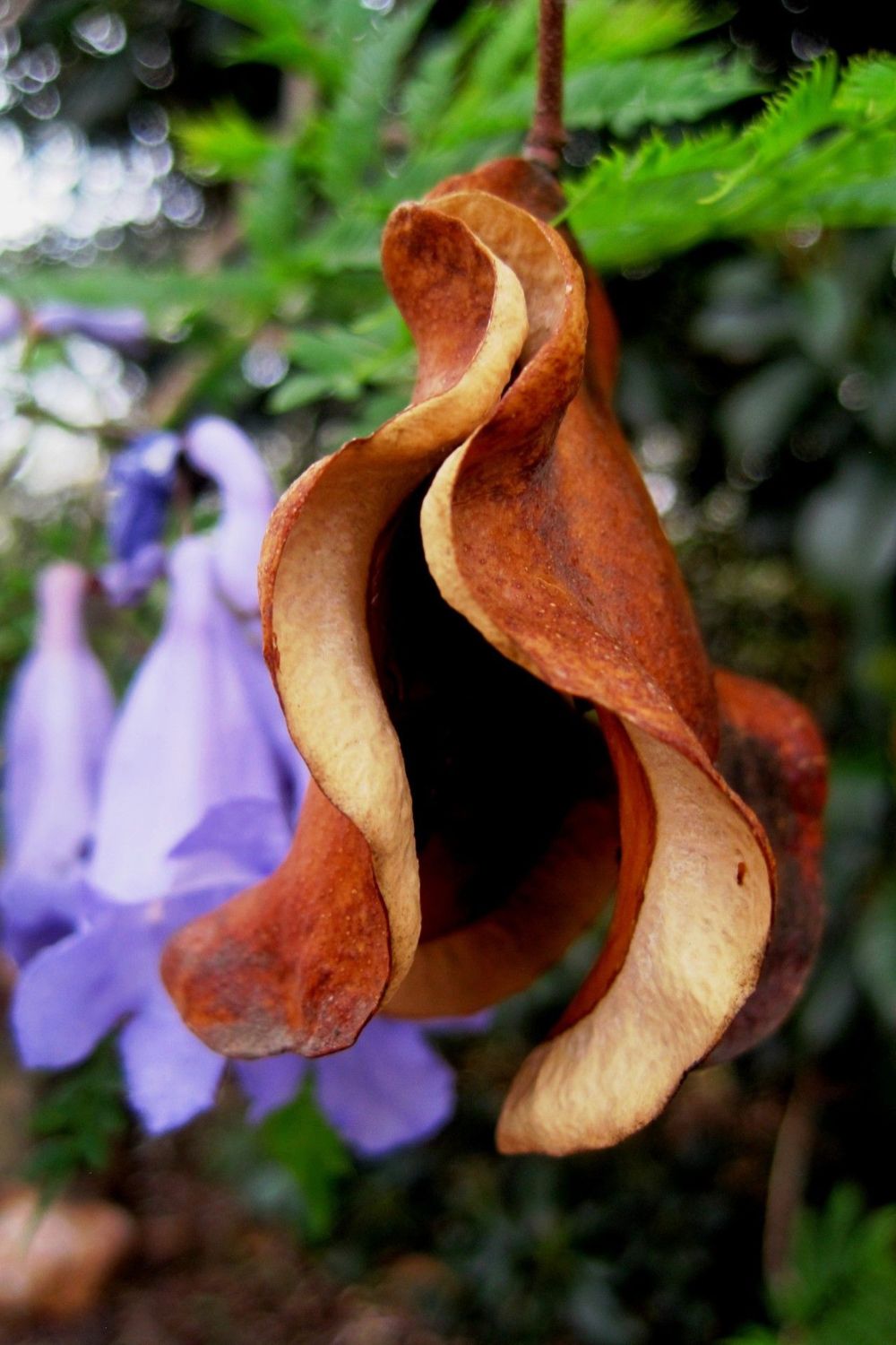 JACARANDA POD