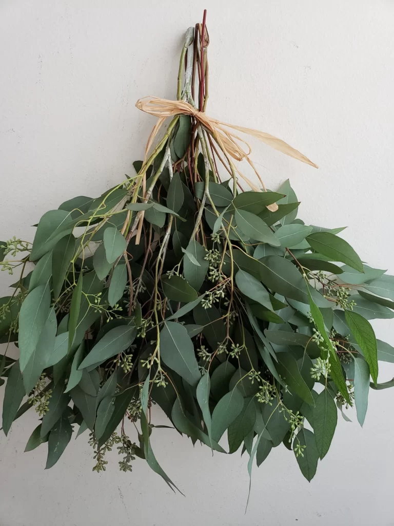 Eucalyptus for pine cone wreath