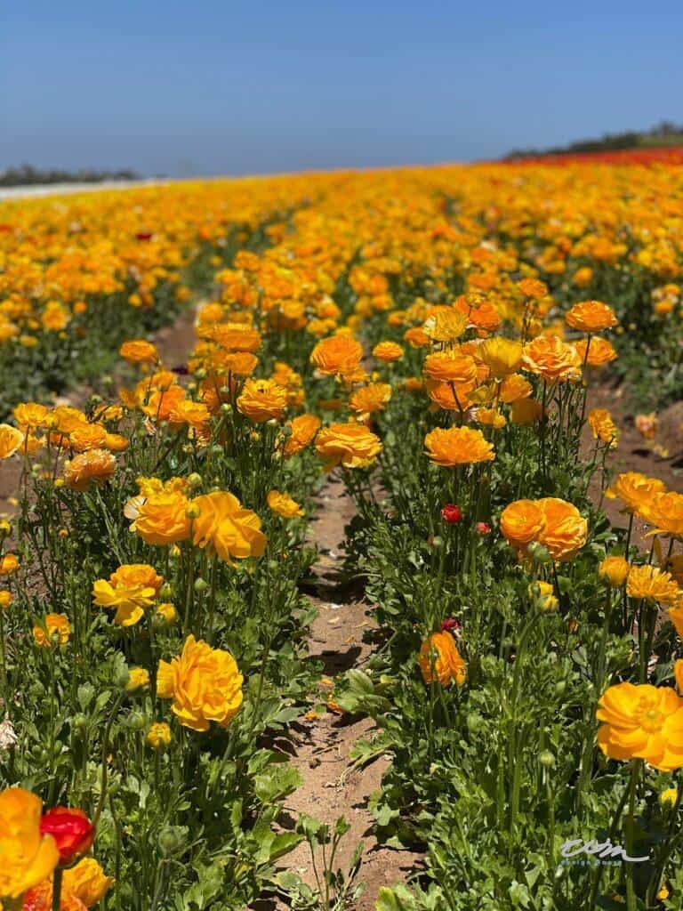 Flower Fields