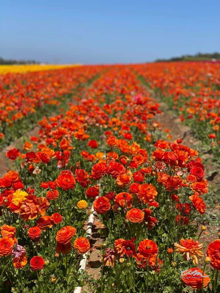 Flower Fields