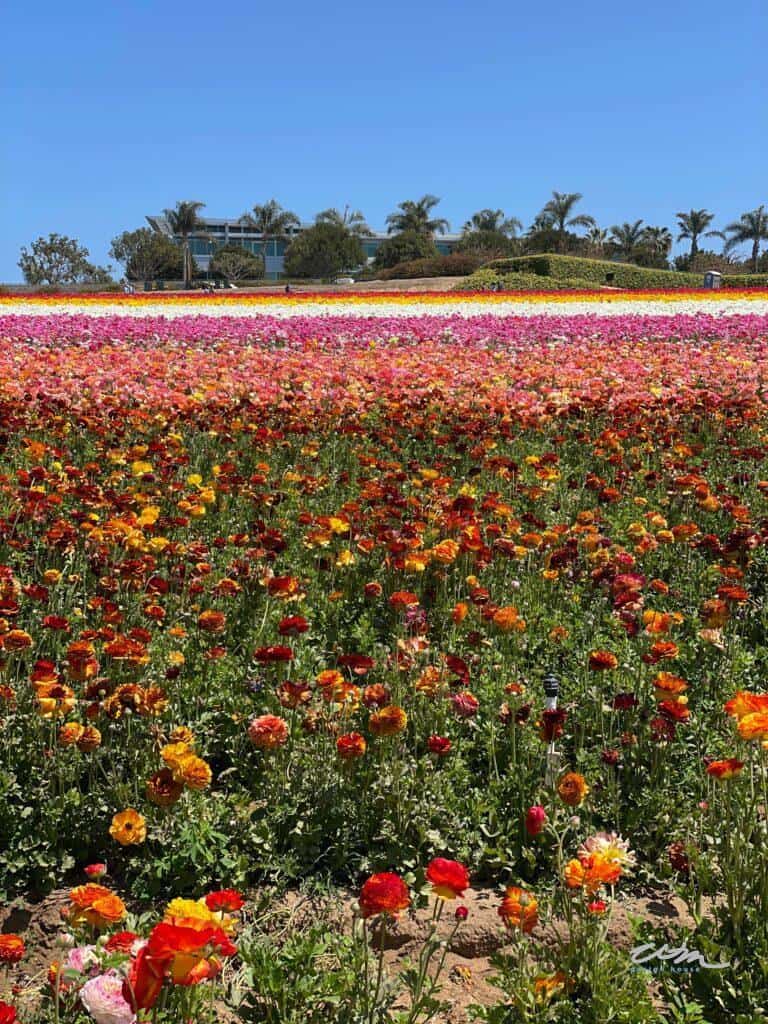 Flower Fields