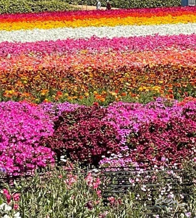 How to experience the Flower Fields of Carlsbad, California