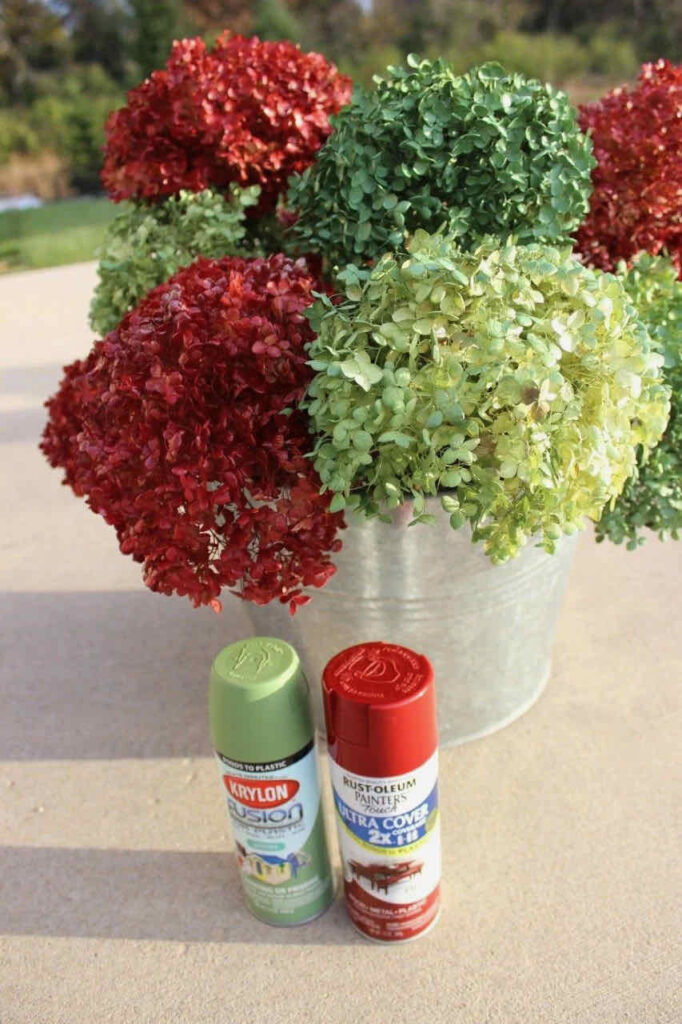 21 ways to decorate with hydrangeas-Red and green hydrangeas that have been spray painted.