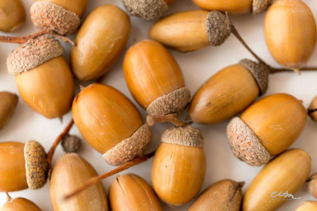 close up of acorns on white background