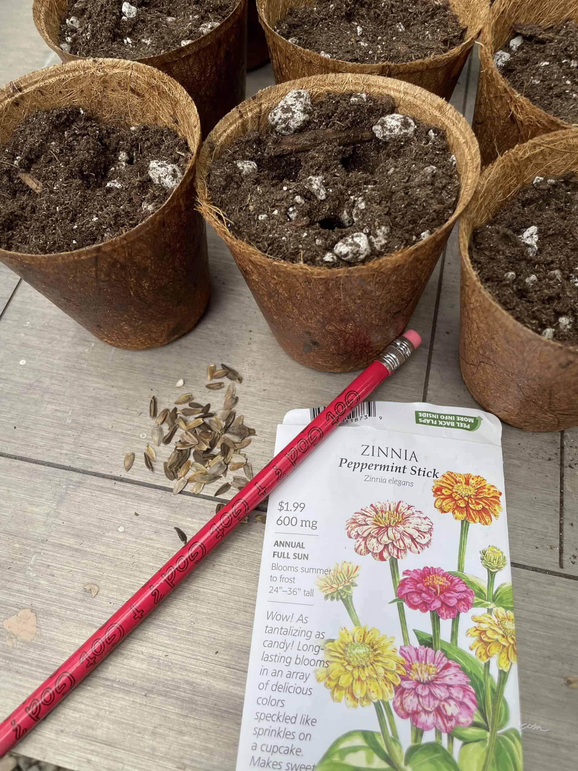 A gardening setup with six small pots filled with soil, a packet of Zinnia Peppermint Stick seeds showing colorful flowers, a red pencil, and some scattered seeds on a wooden surface—a perfect start for your cut flower garden.