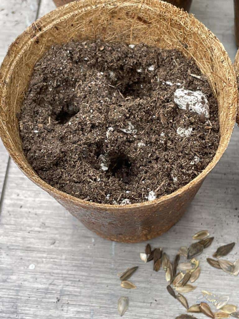 Flower seeds planted in biodegradable pots for a cut flower garden