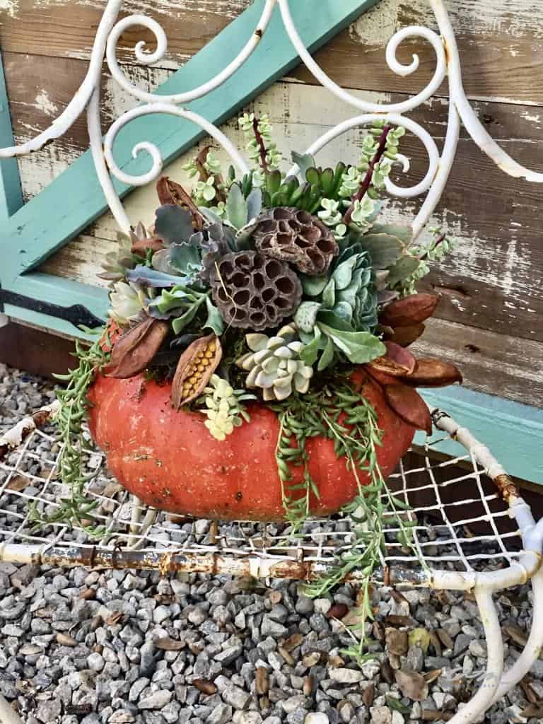 pumpkin turned into a flower vase filled with succulents and fall flowers