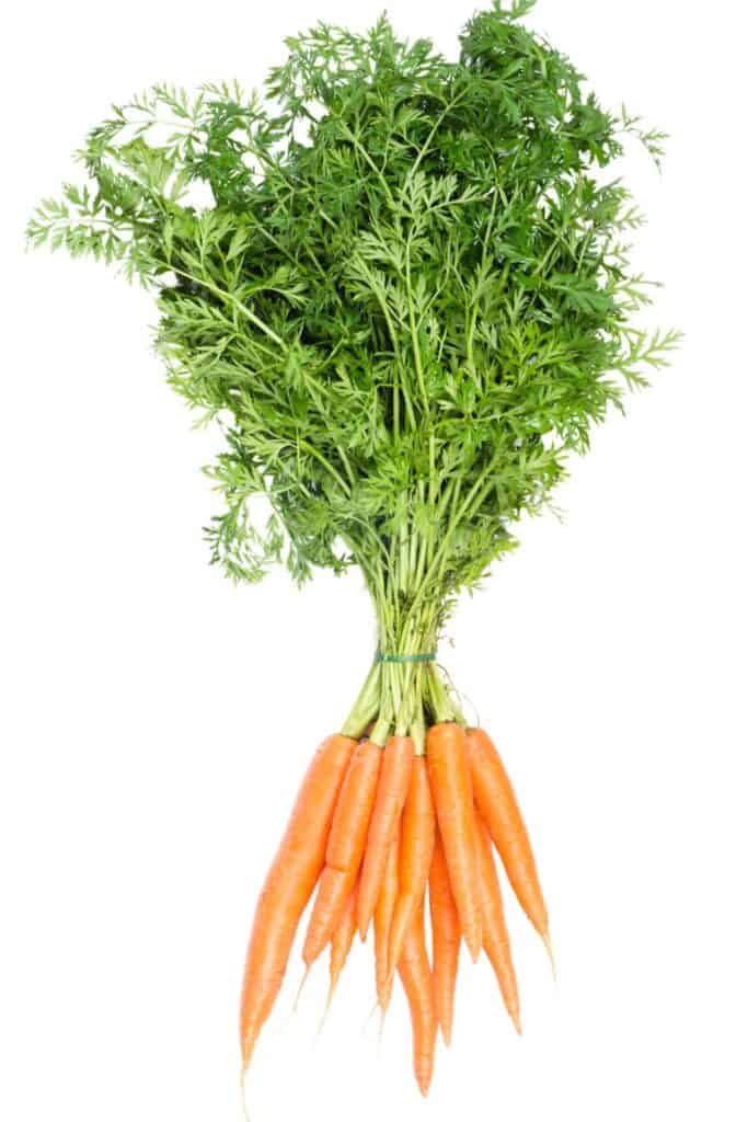 A bunch of fresh carrots with green tops.