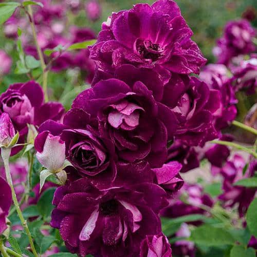 Ten tips for beautiful roses