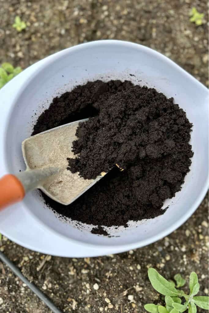 Coffee grounds going into the garden 