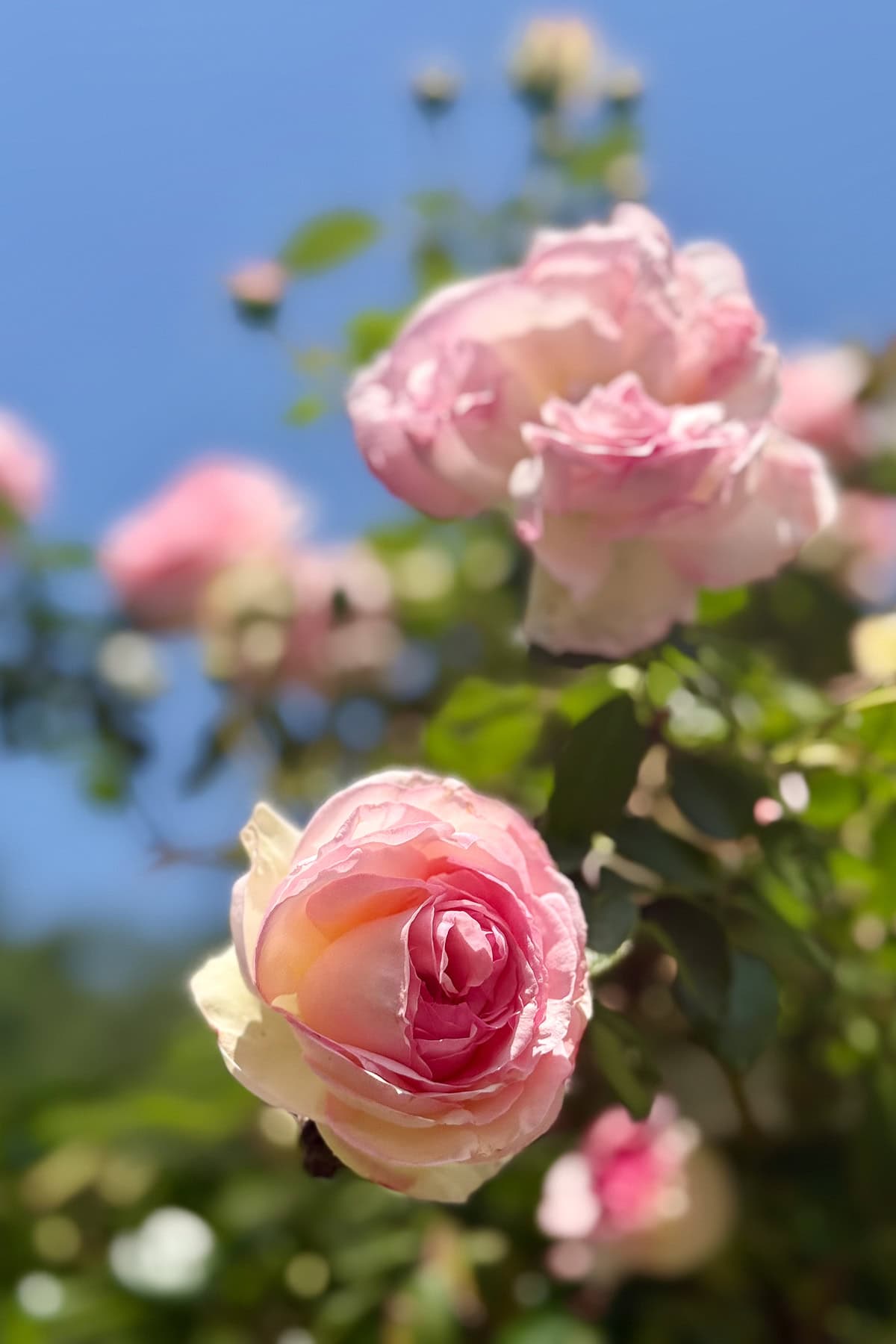 Close-up of a blooming pink rose with delicate petals in sharp focus, surrounded by blurred green leaves and more pink roses in the background against a clear blue sky—perfect inspiration for tips for beautiful roses.