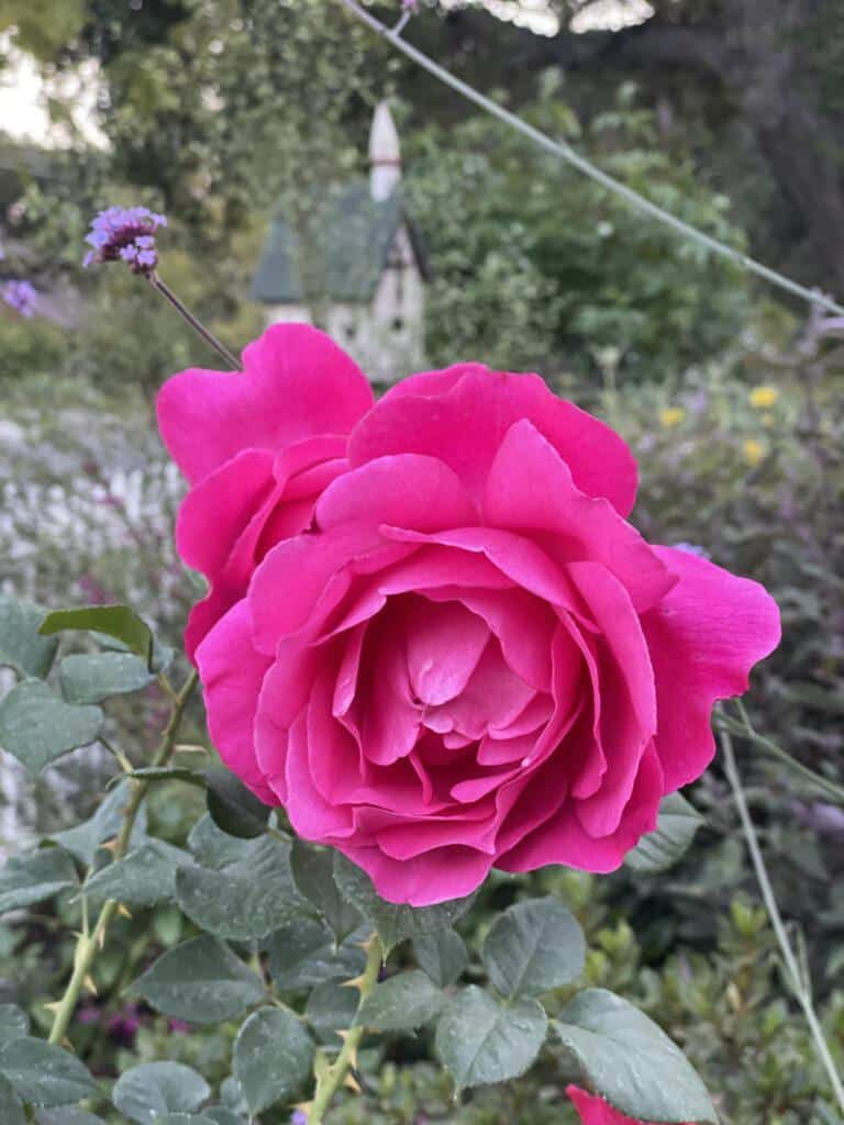 Ten tips for beautiful roses