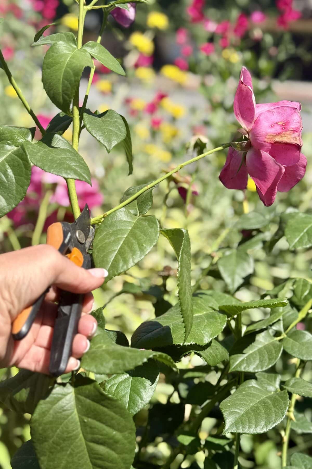 A hand uses pruning shears to cut a wilted pink rose from a green bush in a sunlit garden—one of the essential tips for beautiful roses, surrounded by blurred flowers in the background.