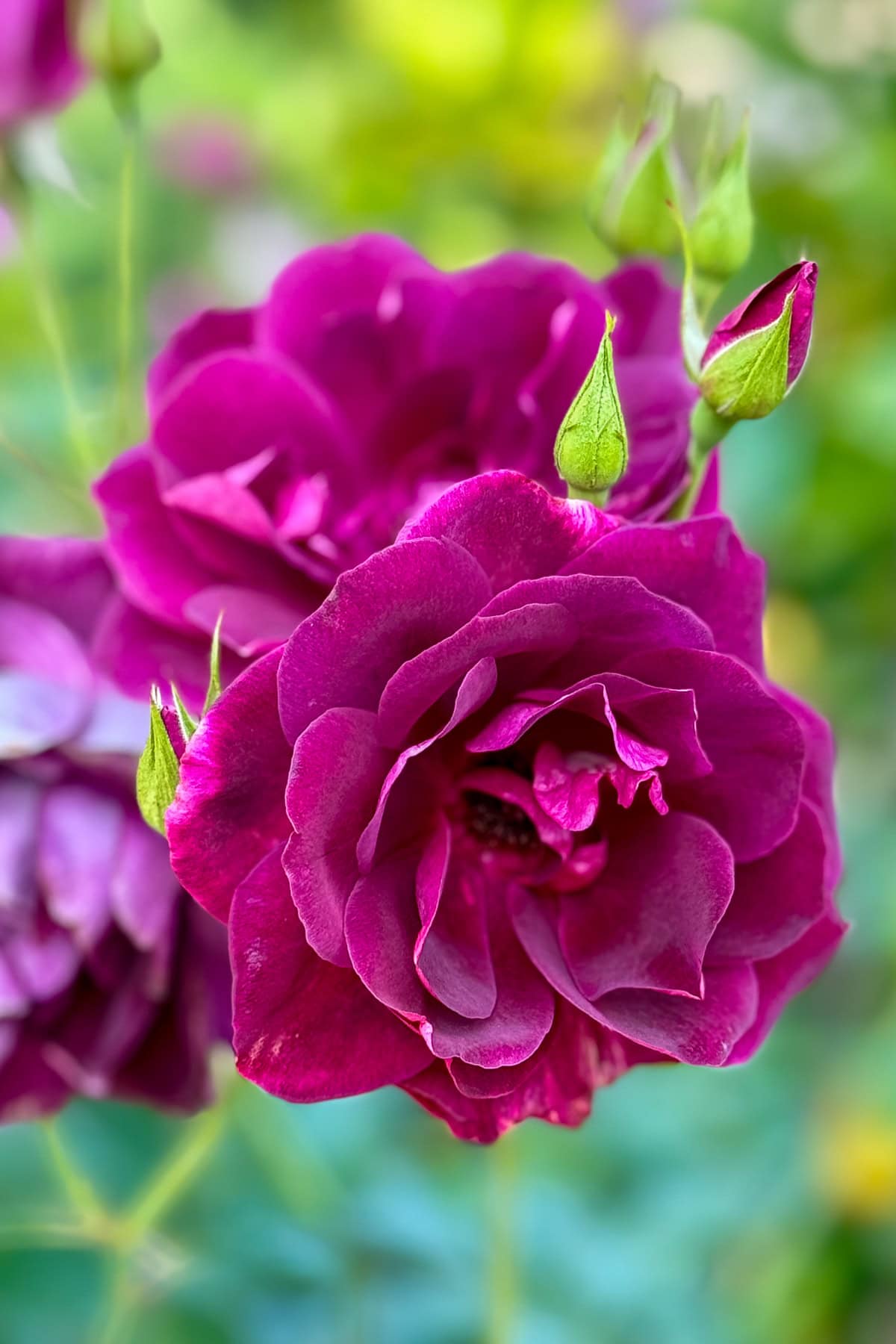 A close-up of a vibrant purple rose in full bloom, surrounded by green buds and leaves, with a softly blurred background of greenery and additional flowers—an inspiring scene for anyone seeking tips for beautiful roses.