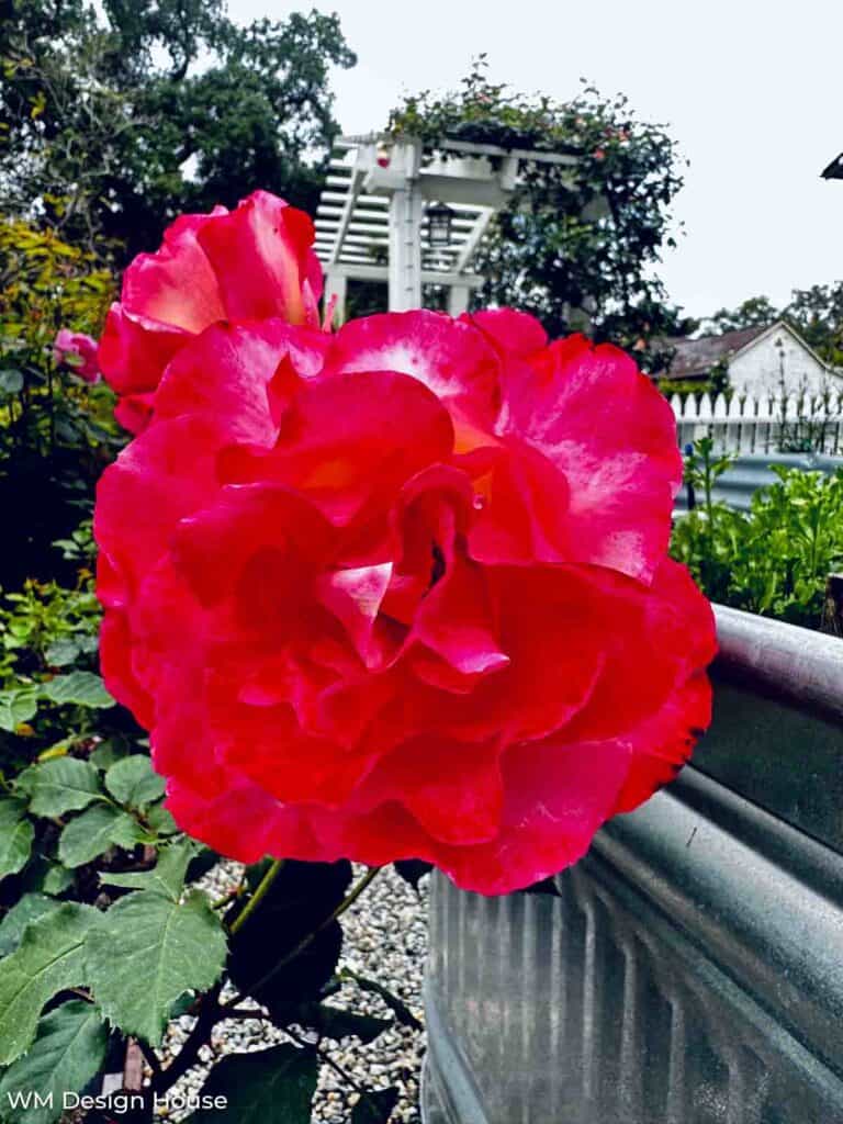 red rose in the garden 