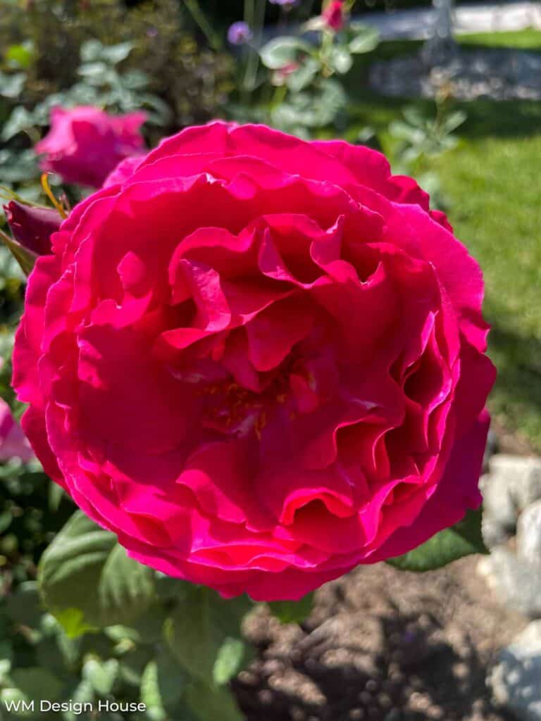 burgundy rose in full bloom up close 