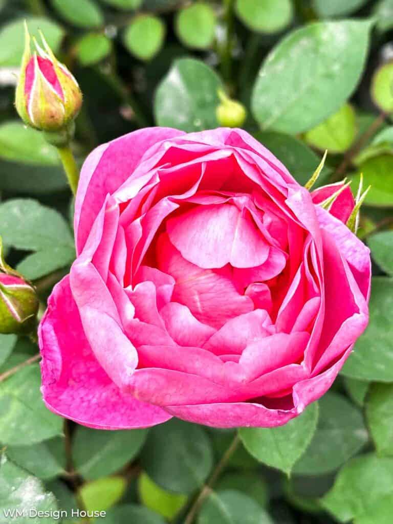 Pink rose in full bloom 