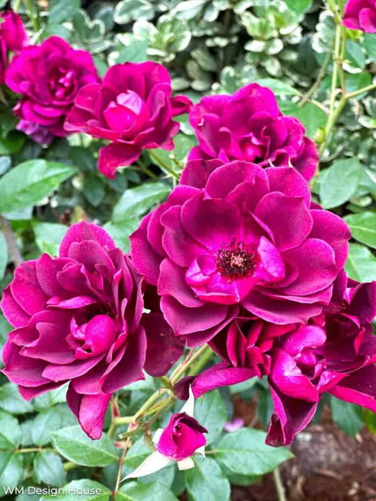 Purple Iceburg rose bush 