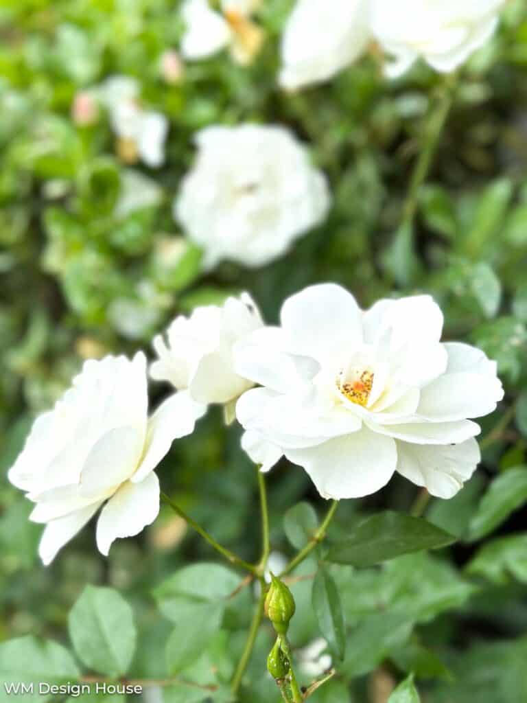 White Iceburg Roses 