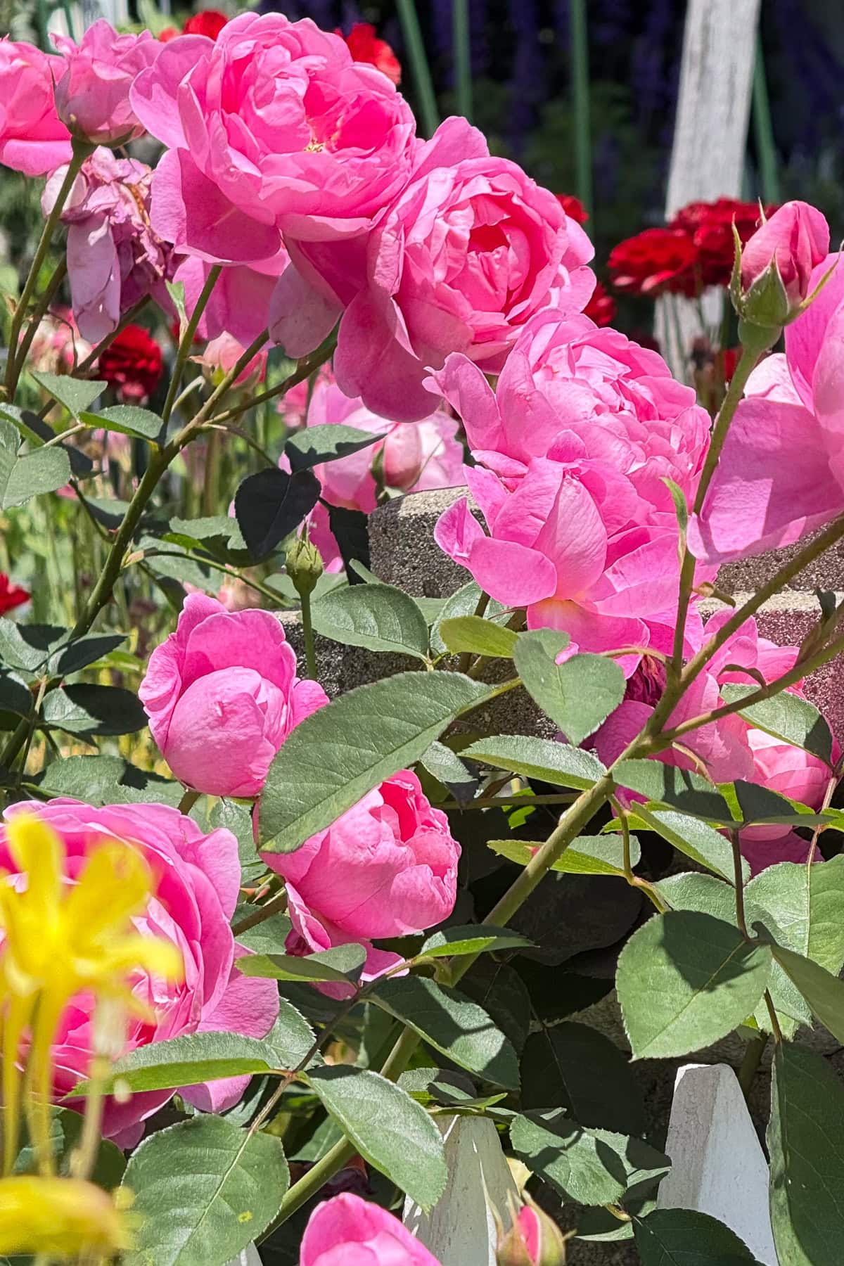 Close-up of vibrant pink roses in full bloom with green leaves, surrounded by other colorful flowers in a sunlit garden—a perfect inspiration for anyone seeking tips for beautiful roses.