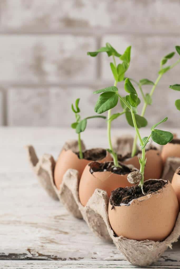 use eggshells as seed starters