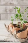 Young plants sprouting from eggshells filled with soil, placed in an egg carton on a rustic white wooden surface, with a blurred stone wall in the background. Using eggshells for fertilizer adds an extra boost of nutrients to help these plants thrive.