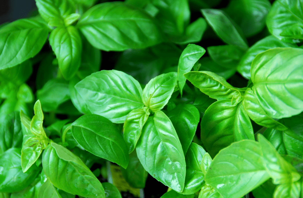 Basil Plant - Easiest Herbs to Grow Indoors