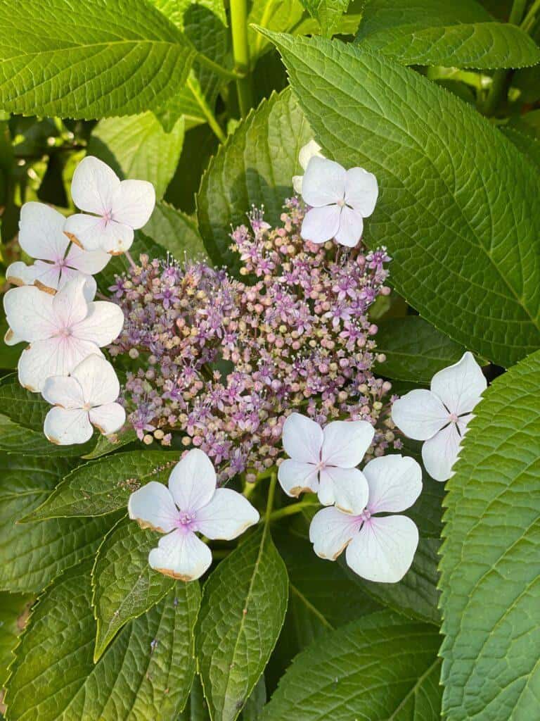 lacecap hydrangeas - everything you need to know about growing hydrangeas