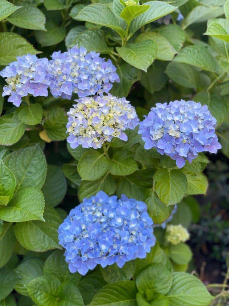 blue mophead hydrangeas - everything you need to know about growing hydrangeas