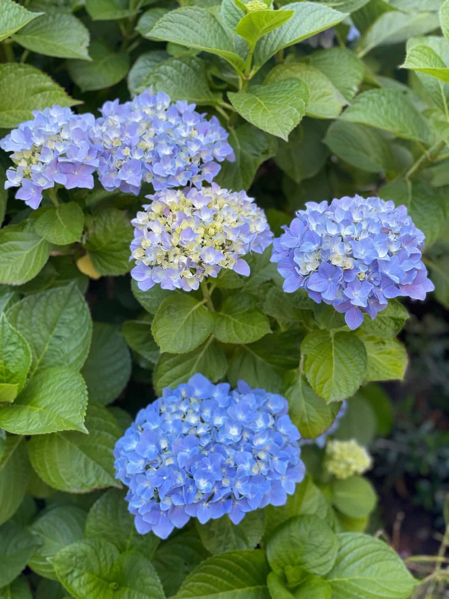 Growing Hydrangeas: Everything You Need to Know WM DESIGN HOUSE