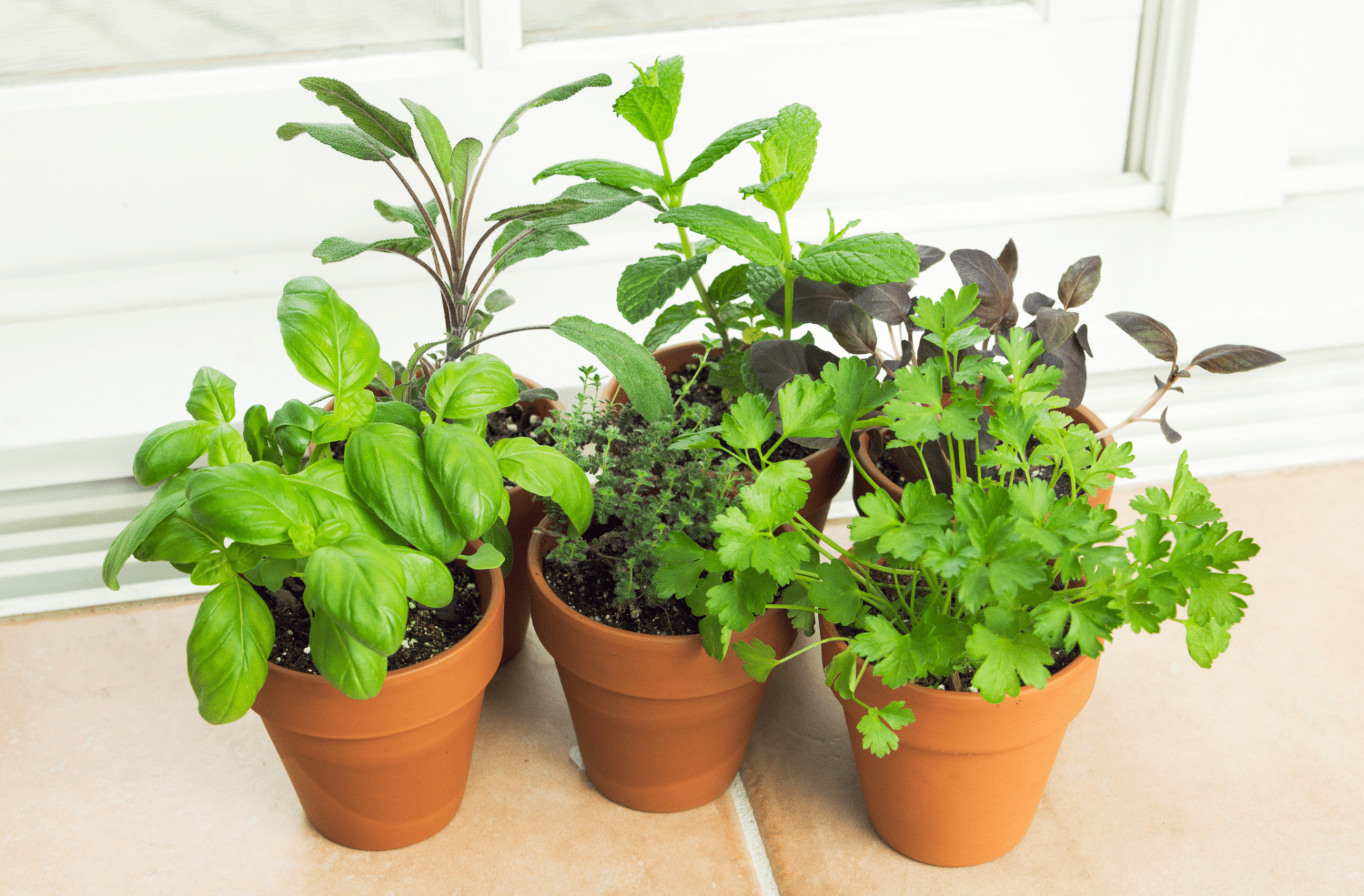 4 Easiest Herbs To Grow Indoors