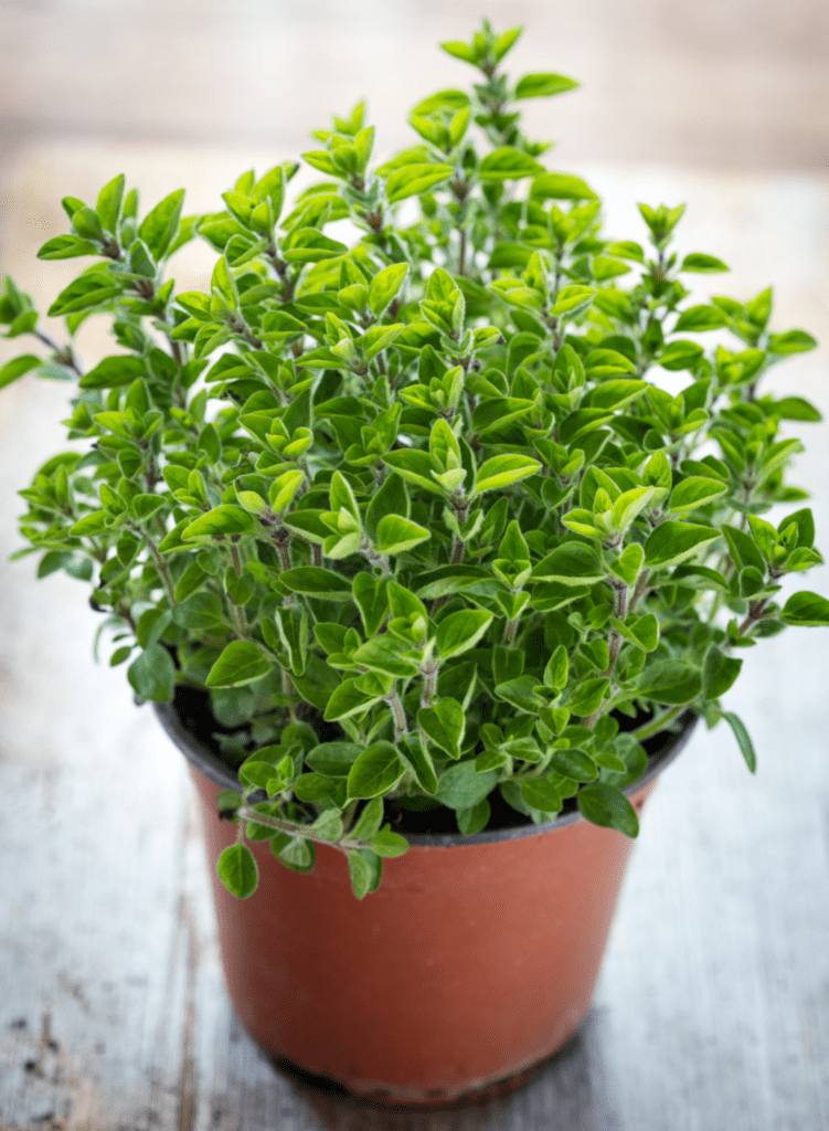 Oregano plant - easiest herbs to grow indoors