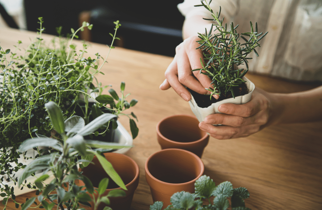how to start an indoor herb garden - growing herbs from seed vs. transplant
