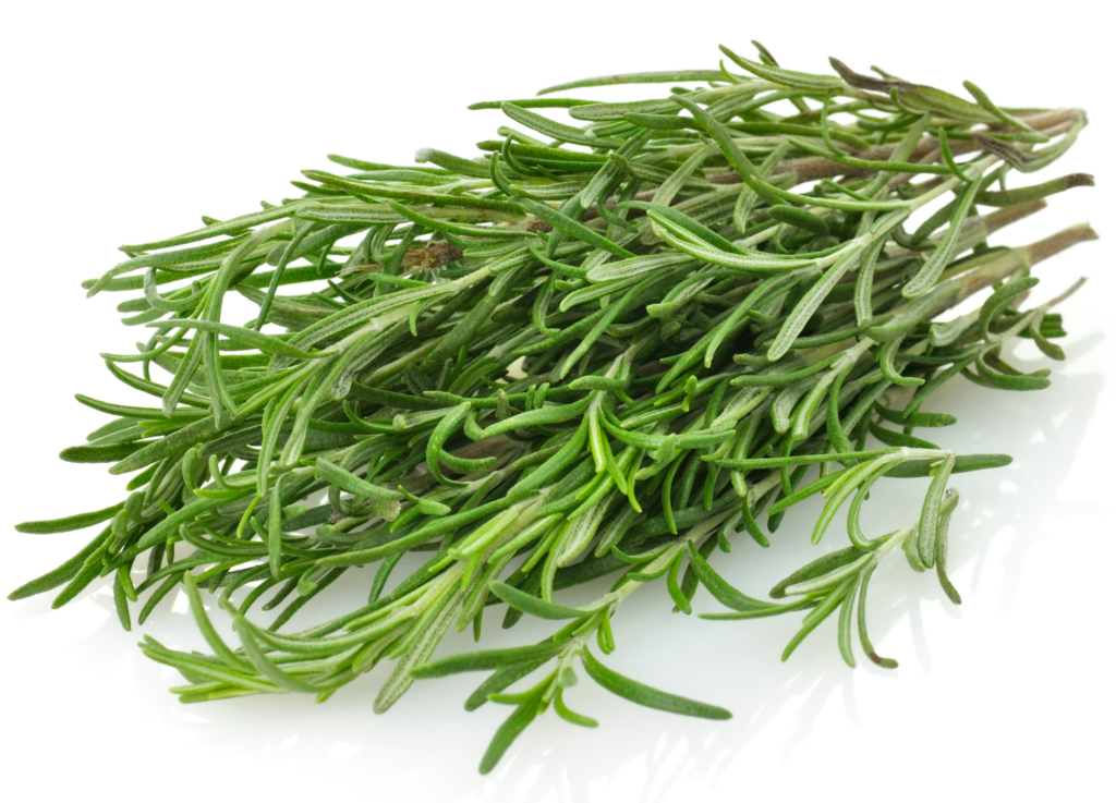 Rosemary - Easiest Herbs to Grow Indoors