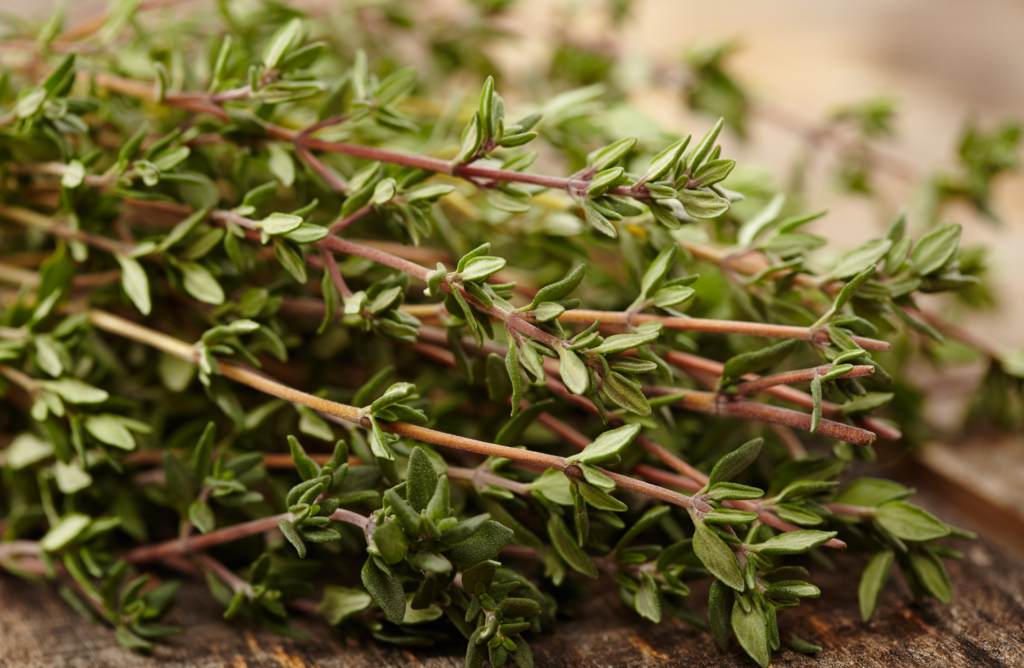 Thyme - Easiest Herbs to Grow Indoors