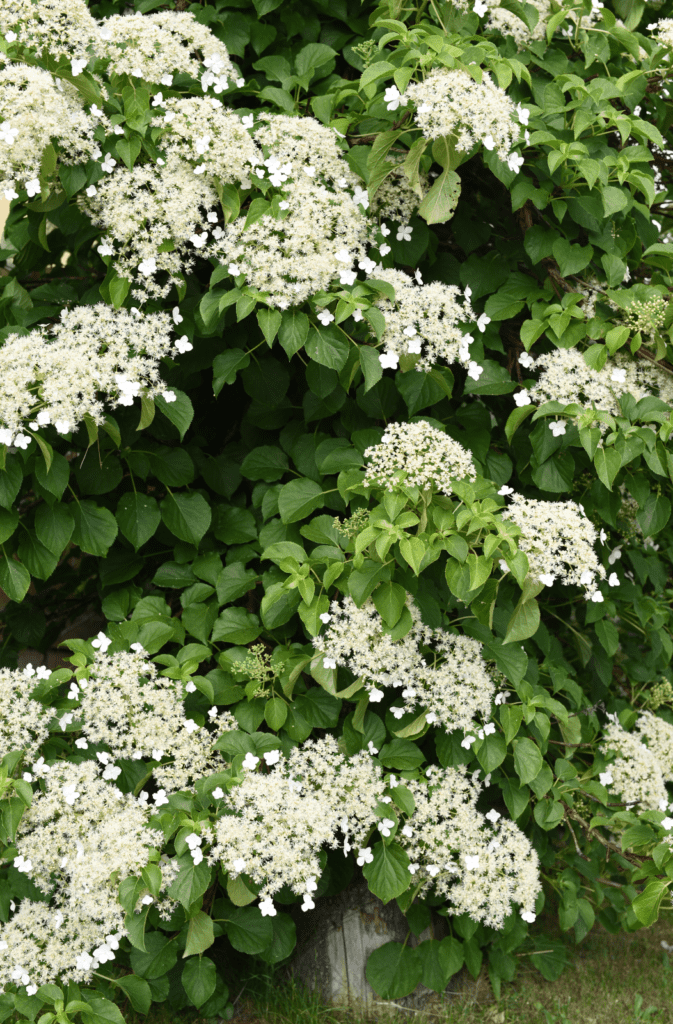 climbing hydrangea