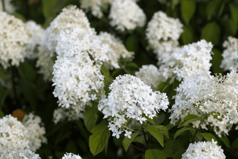 Growing Hydrangeas: Everything You Need to Know WM DESIGN HOUSE