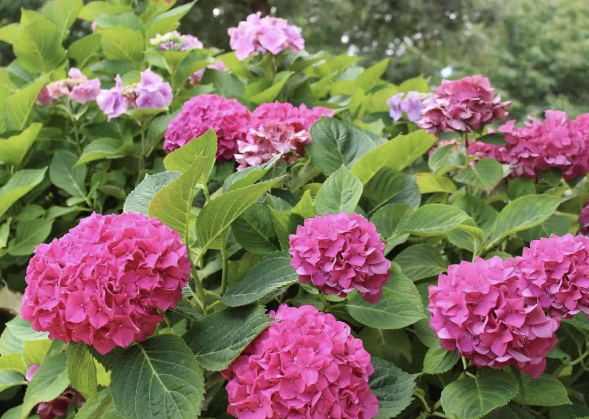 Everything You Need to Know About Growing Hydrangeas