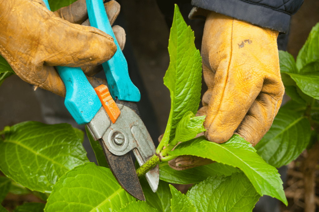 how do you prune a hydrangea?