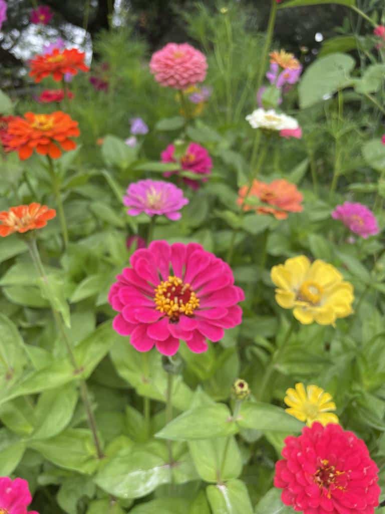 All About Growing Zinnias: Easy  Beautiful Summer Flowers