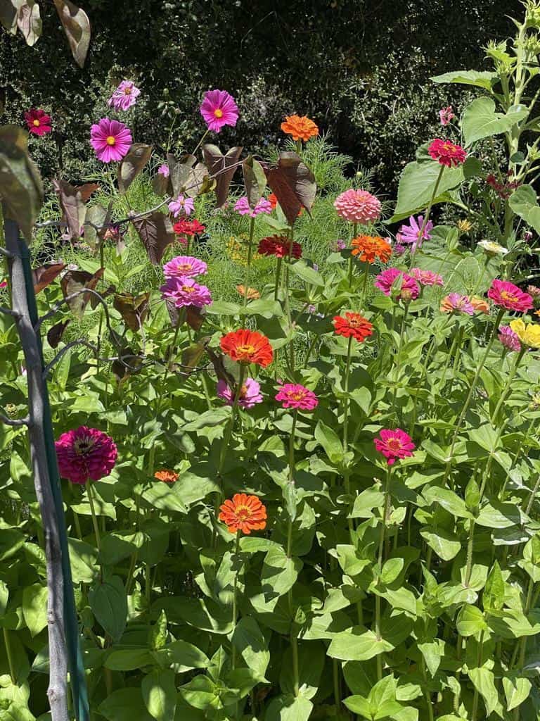 a bin full of beautiful zinnias 