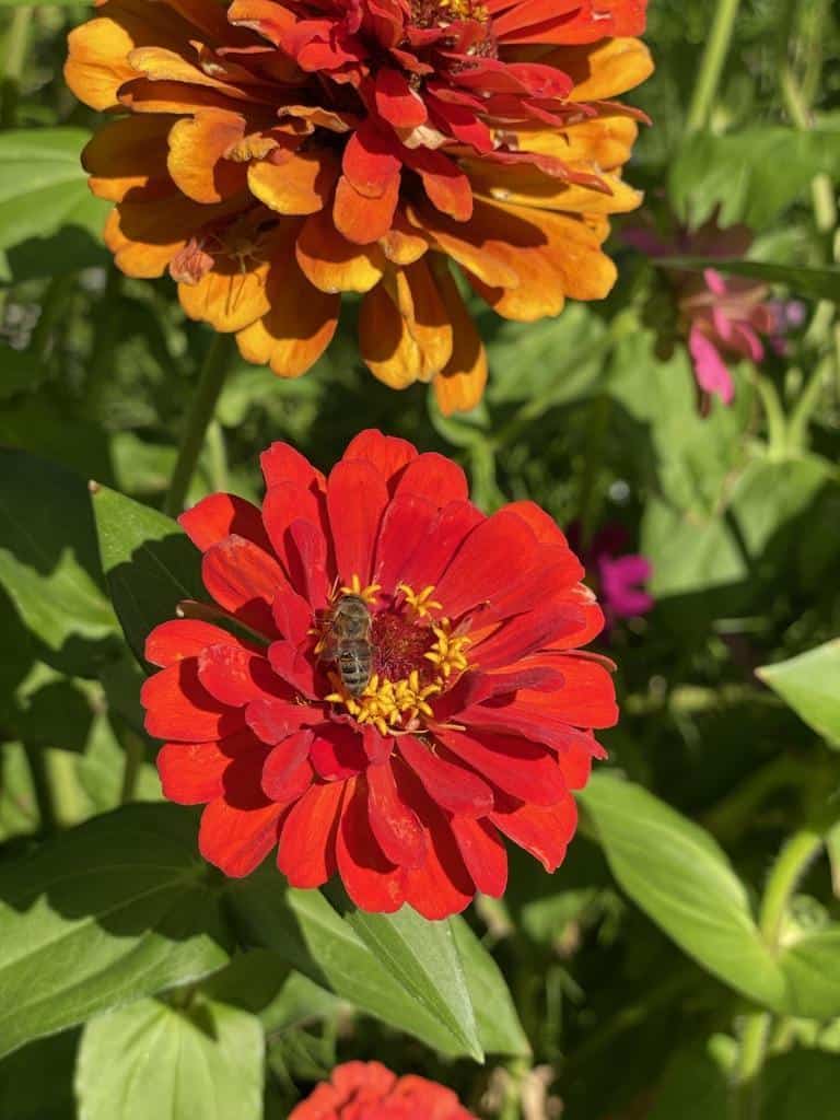 bee on red zinnia flower - best tips for growing zinnias