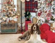 A brown and white dog is lying on a carpeted floor in front of a festive Christmas setup. The background features decorated Christmas trees, wrapped presents, and a red plaid stocking hanging on the wall. Nearby, a red blanket and a DIY Advent Calendar add to the holiday charm.