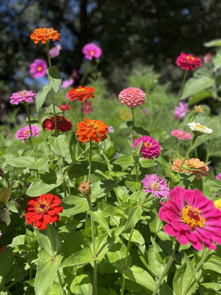 what color are zinnias annuals