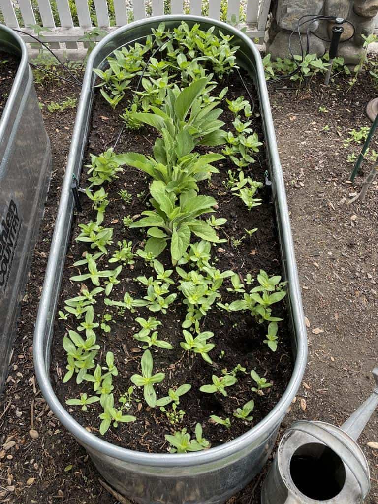 growing zinnias in a raised garden bed