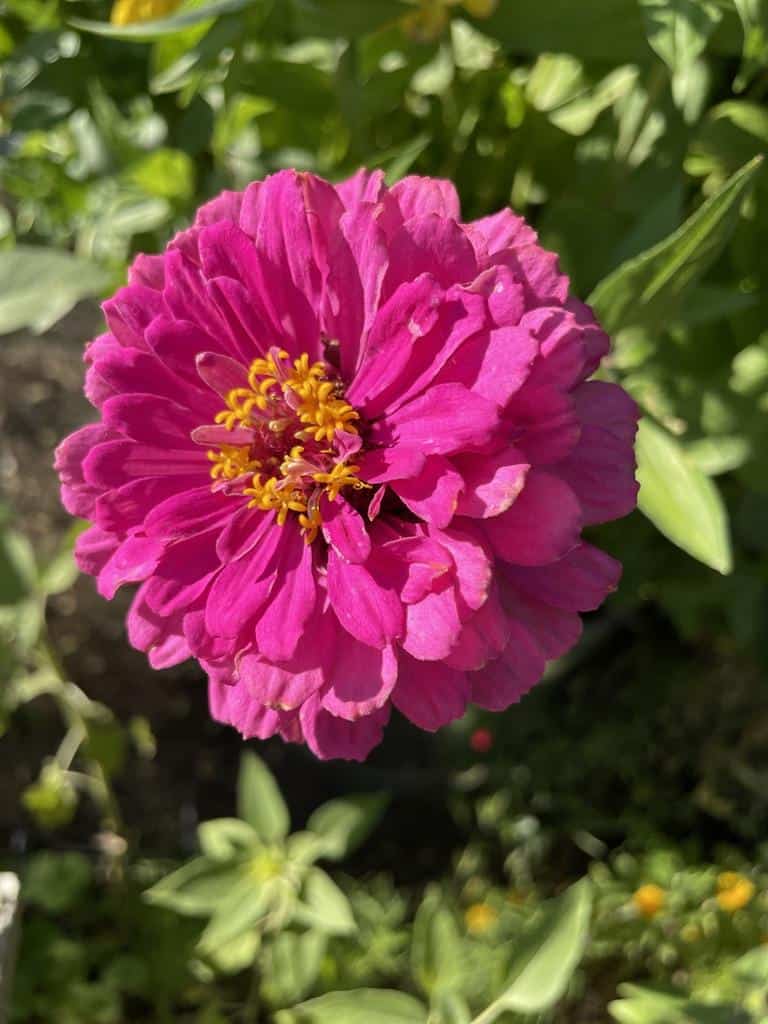 Are zinnias perennials? How to keep zinnias blooming longer.