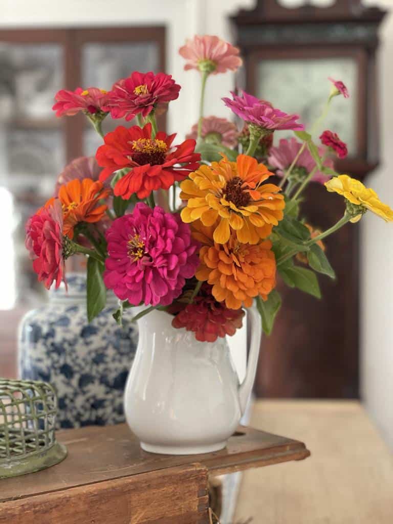 bouquet of zinnias in white pitcher