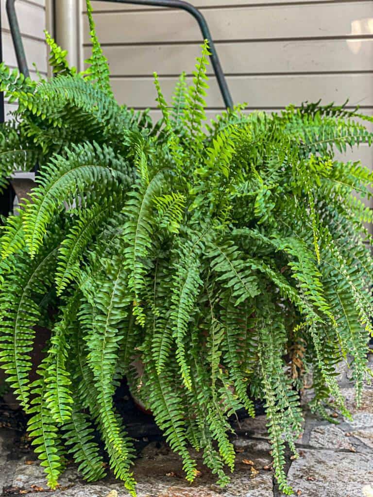 Tips for Growing Ferns